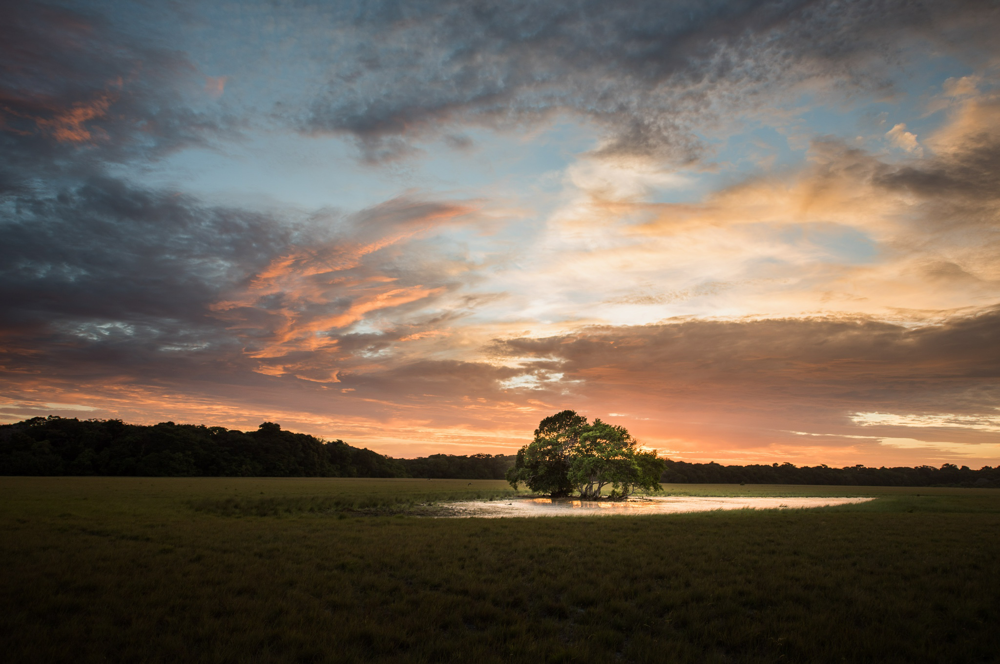 Lone tree in a pond