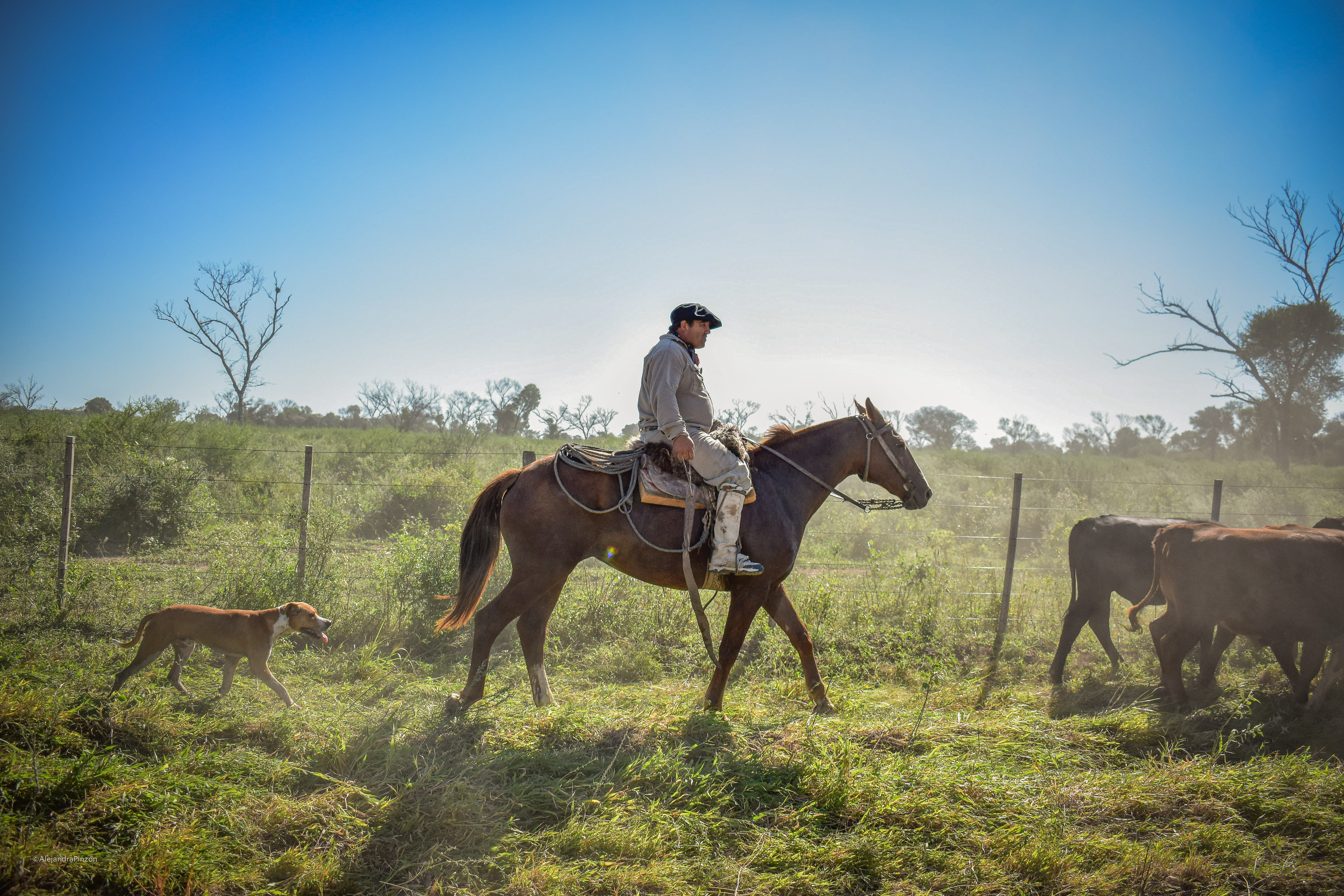 A man on horseback surveys his farm