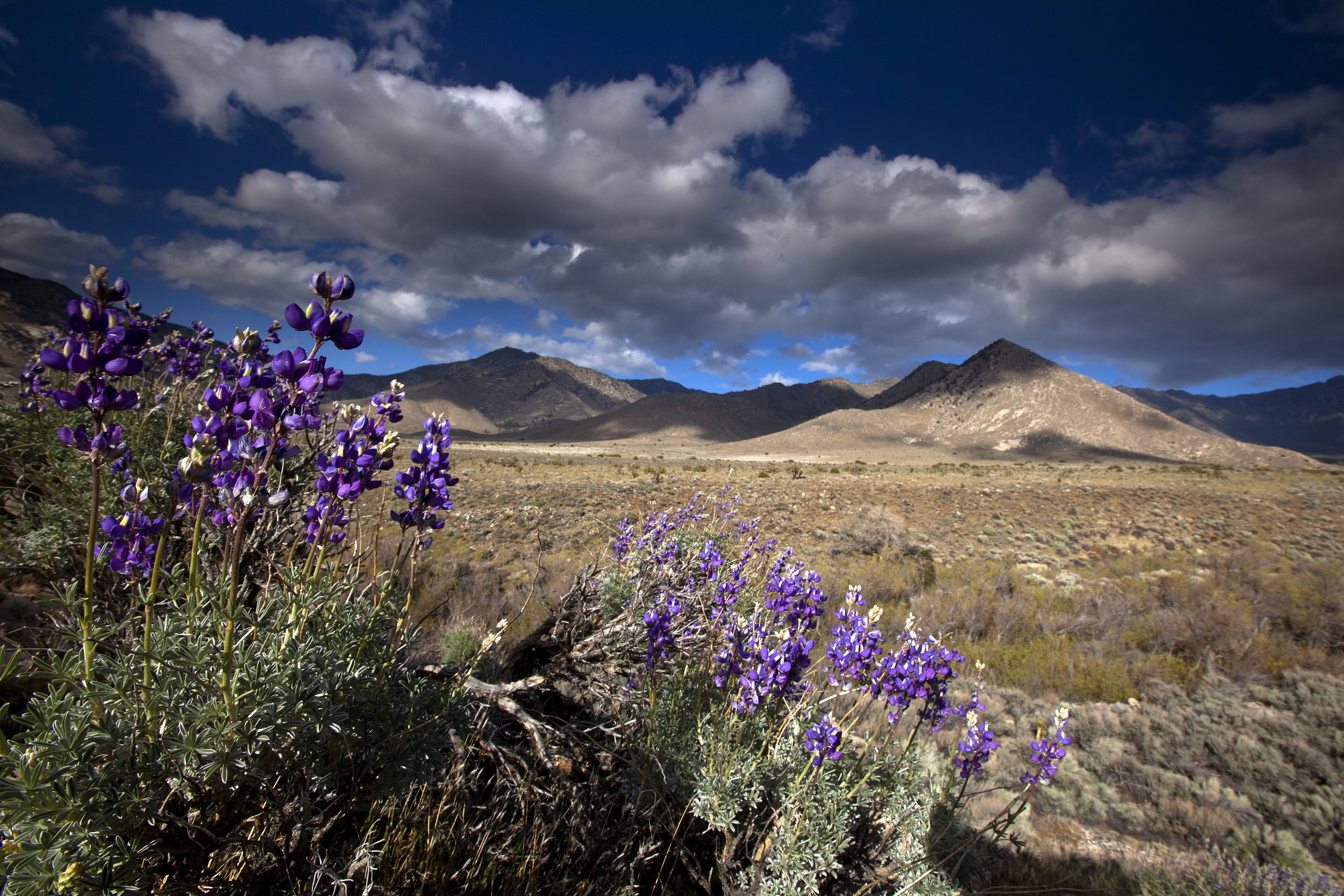 Um close-up de flores da sálvia com um pano de fundo do deserto e montanhas de Tehachapi.