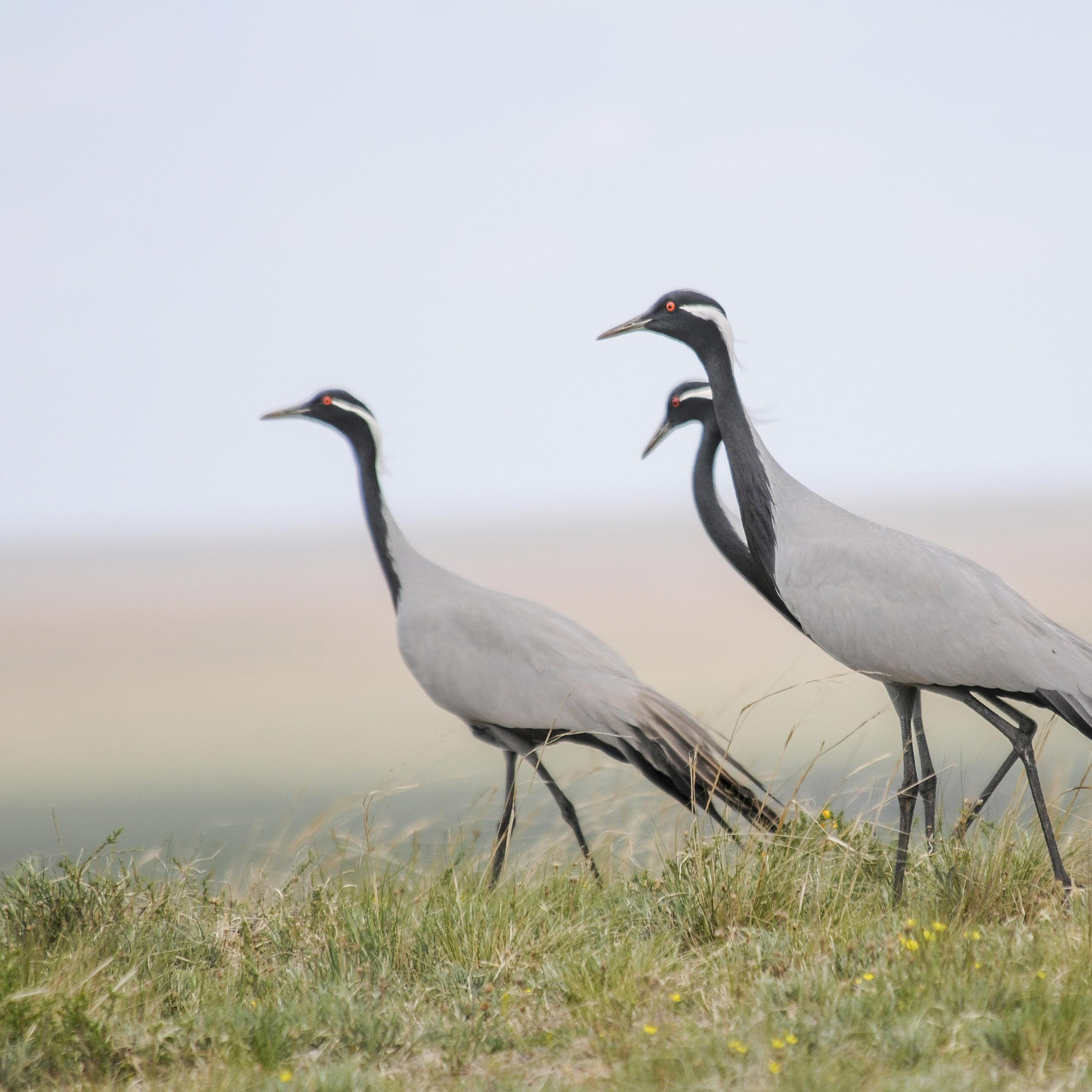 Storks walking in tall grass in Mongolia