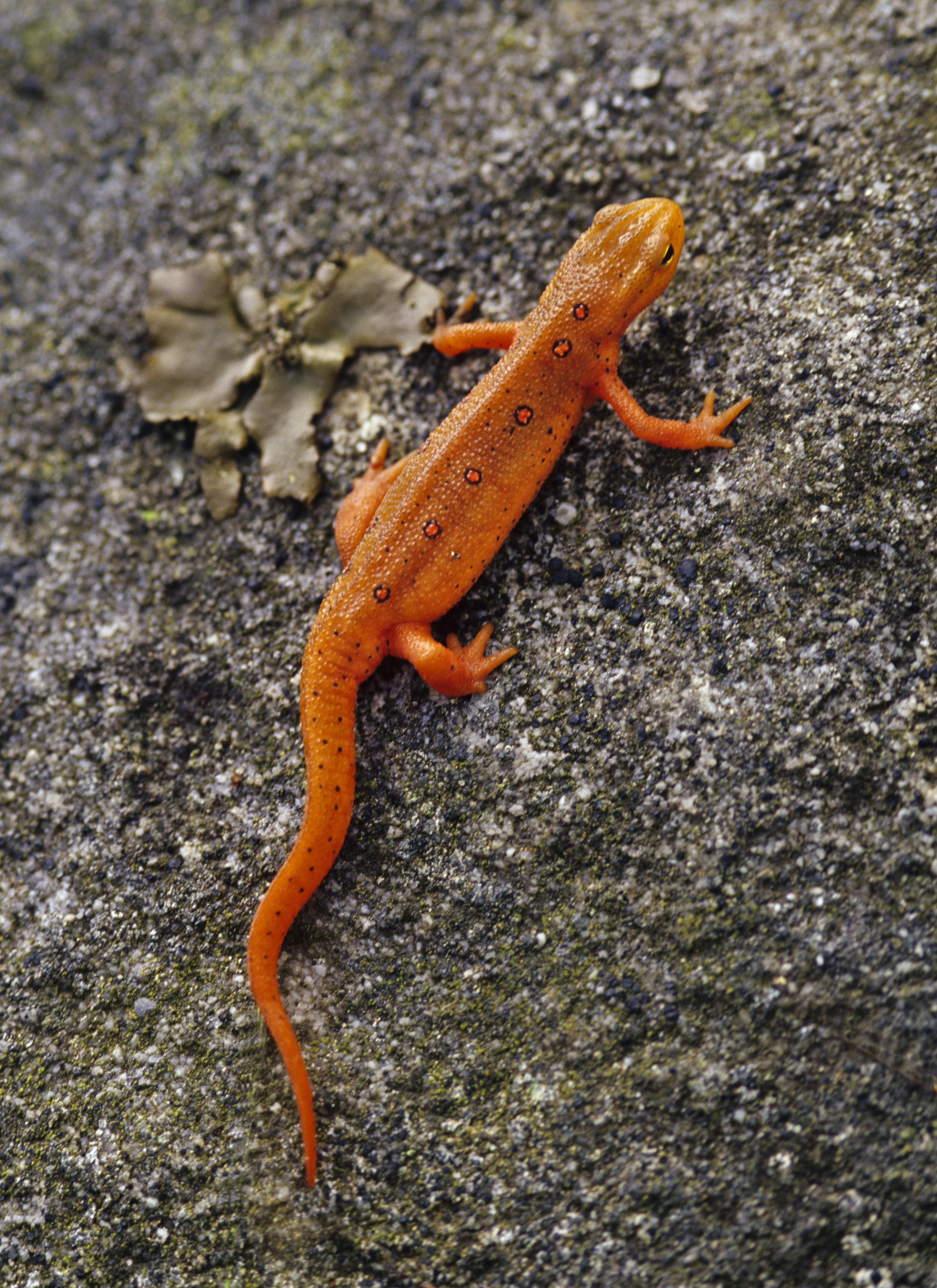 Eastern Newt