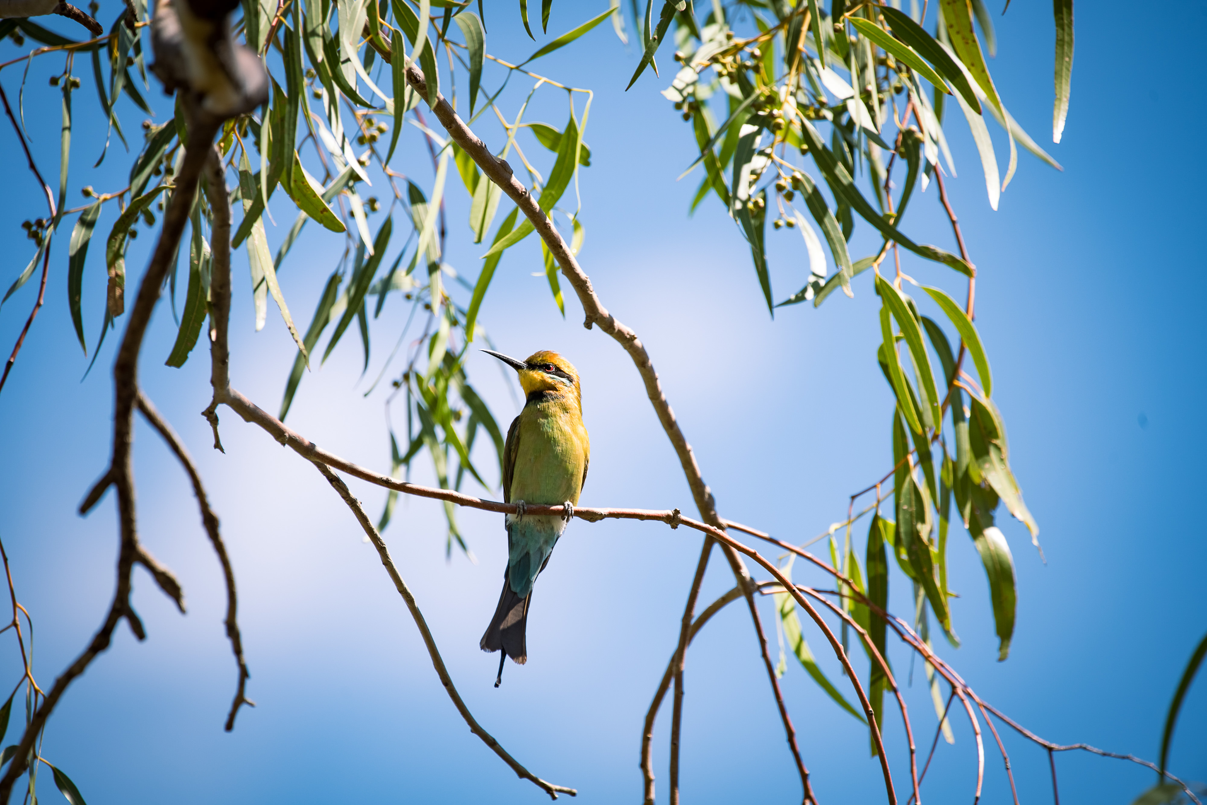 A yellow bird (rainbow bee-eater) sits on a tree branch against a blue sky