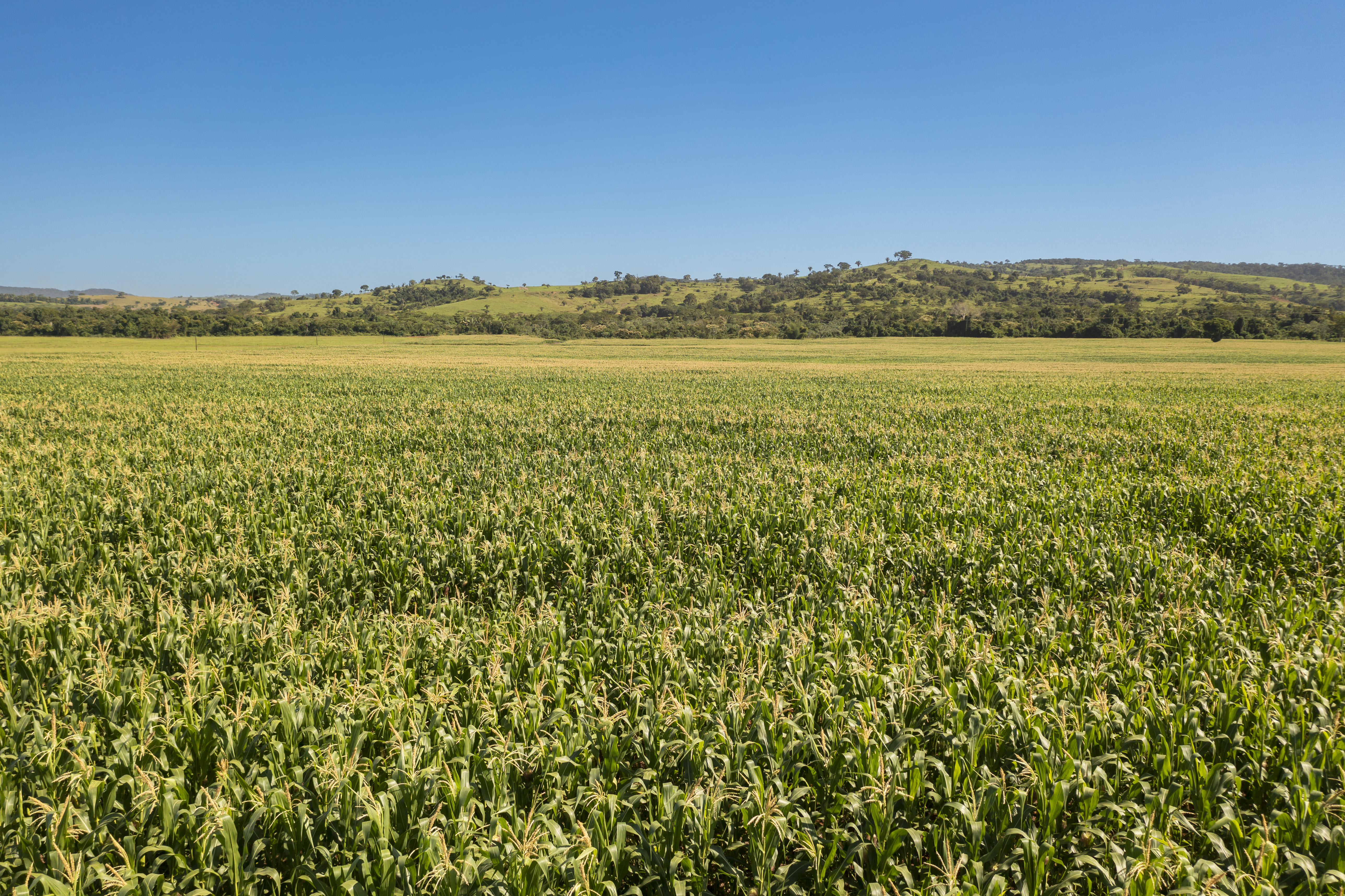 Plantação de soja no Cerrado