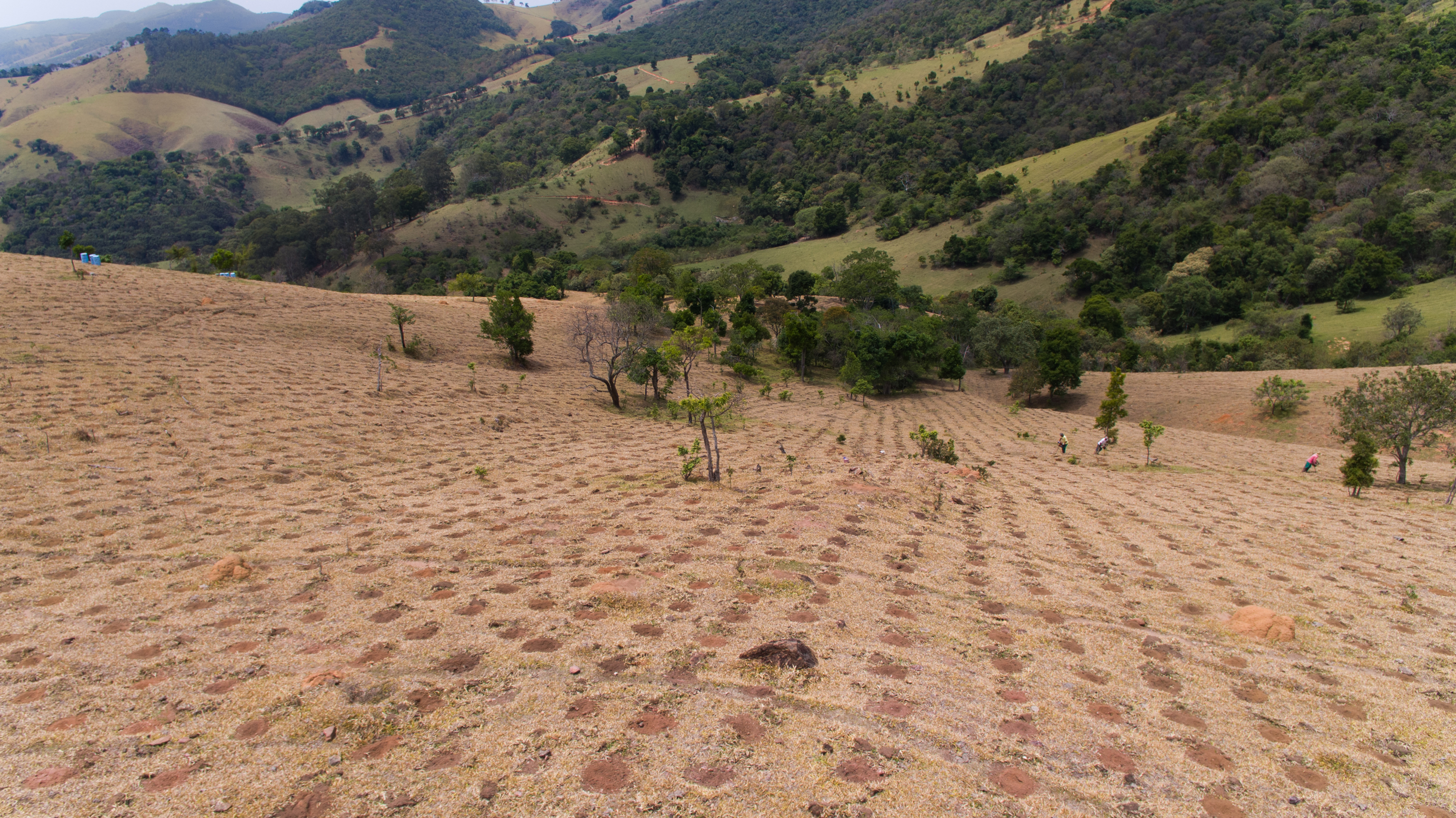 Imagem de área em processo de restauração florestal por plantio total de mudas.