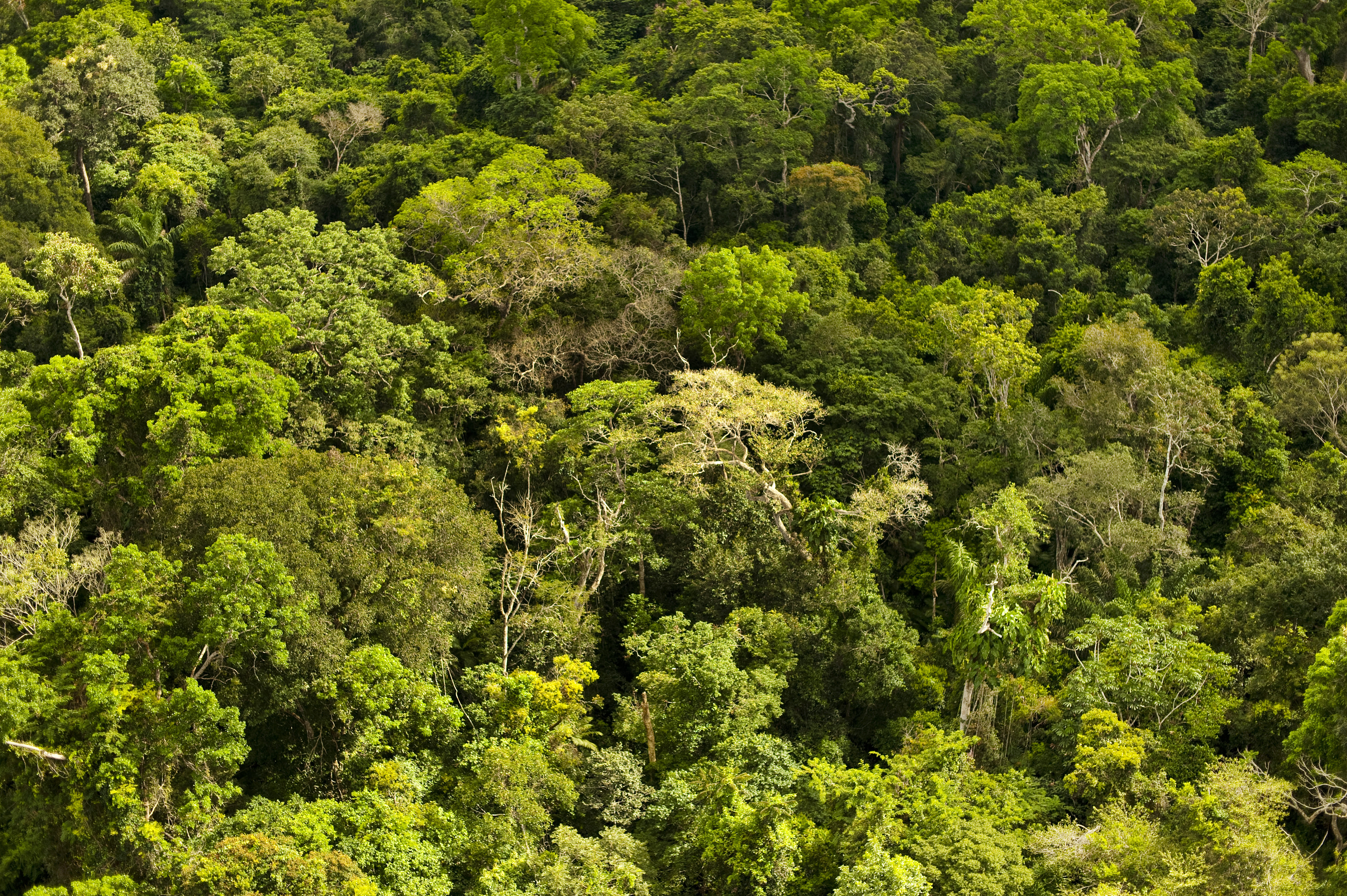 Amazônia 