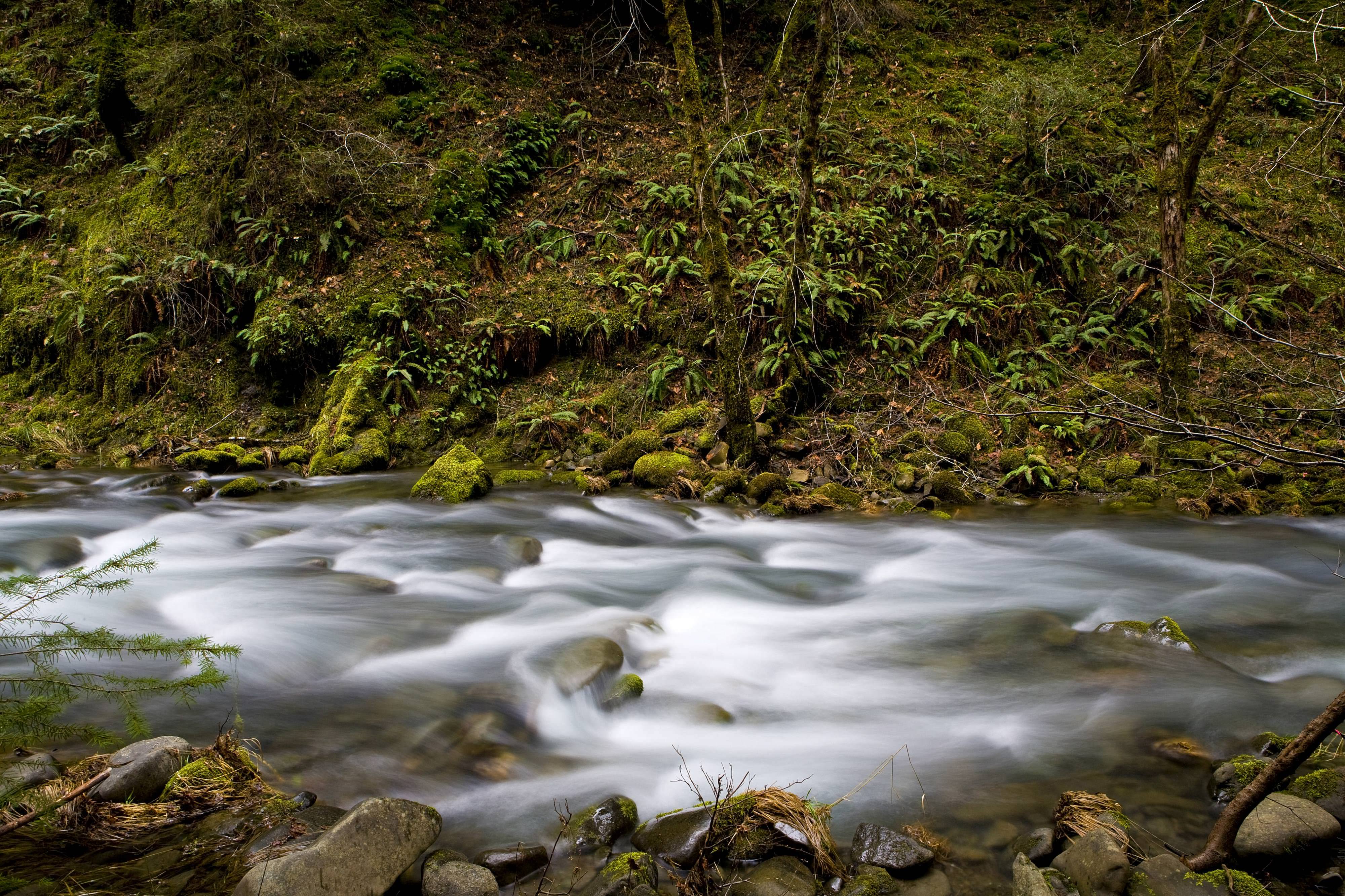 The rushing water of Elder Creek, with moss covered banks, as it flows into South Fork of Eel River in Angelo Reserve.