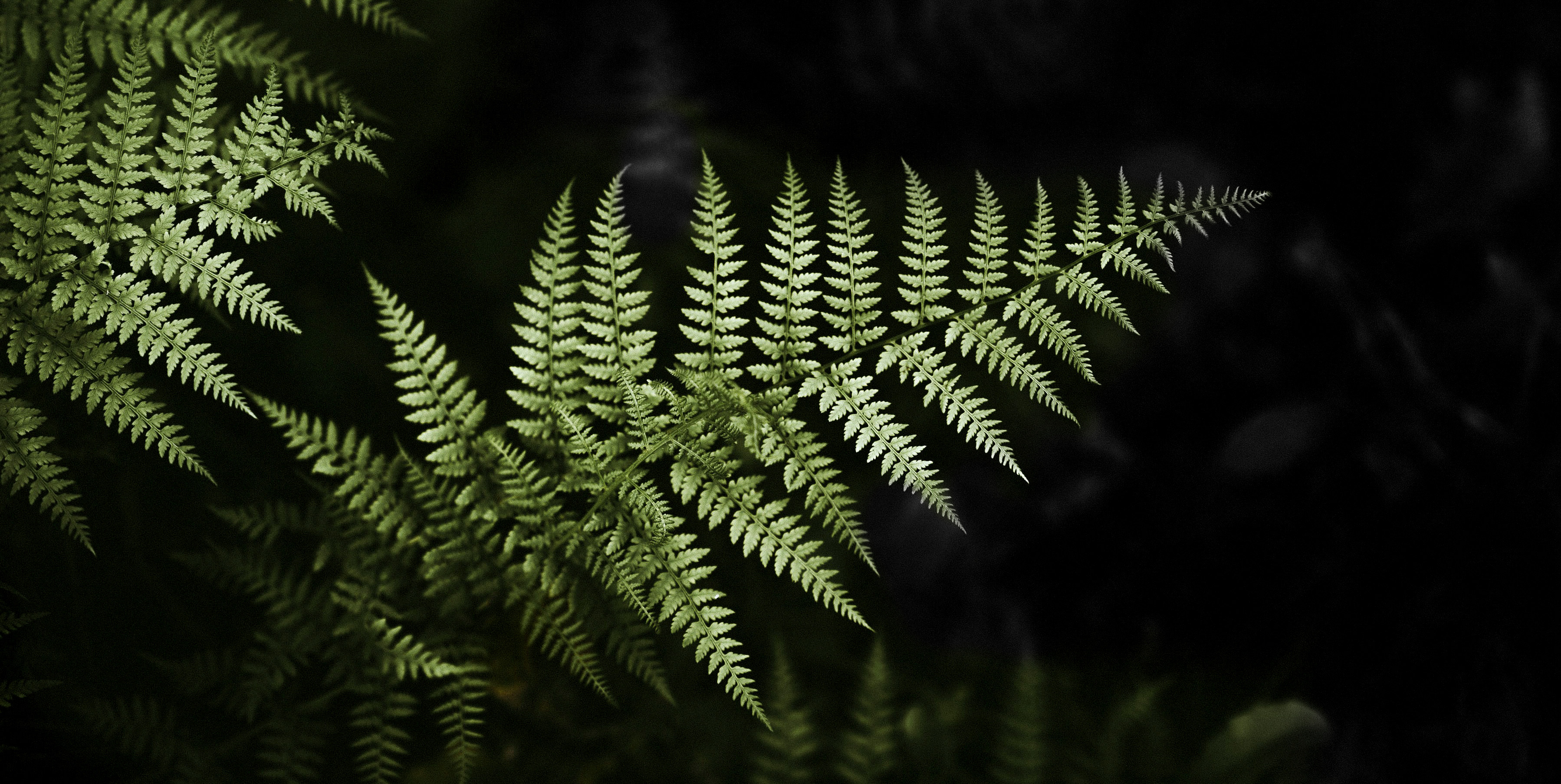 a green fern is illuminated against a black background