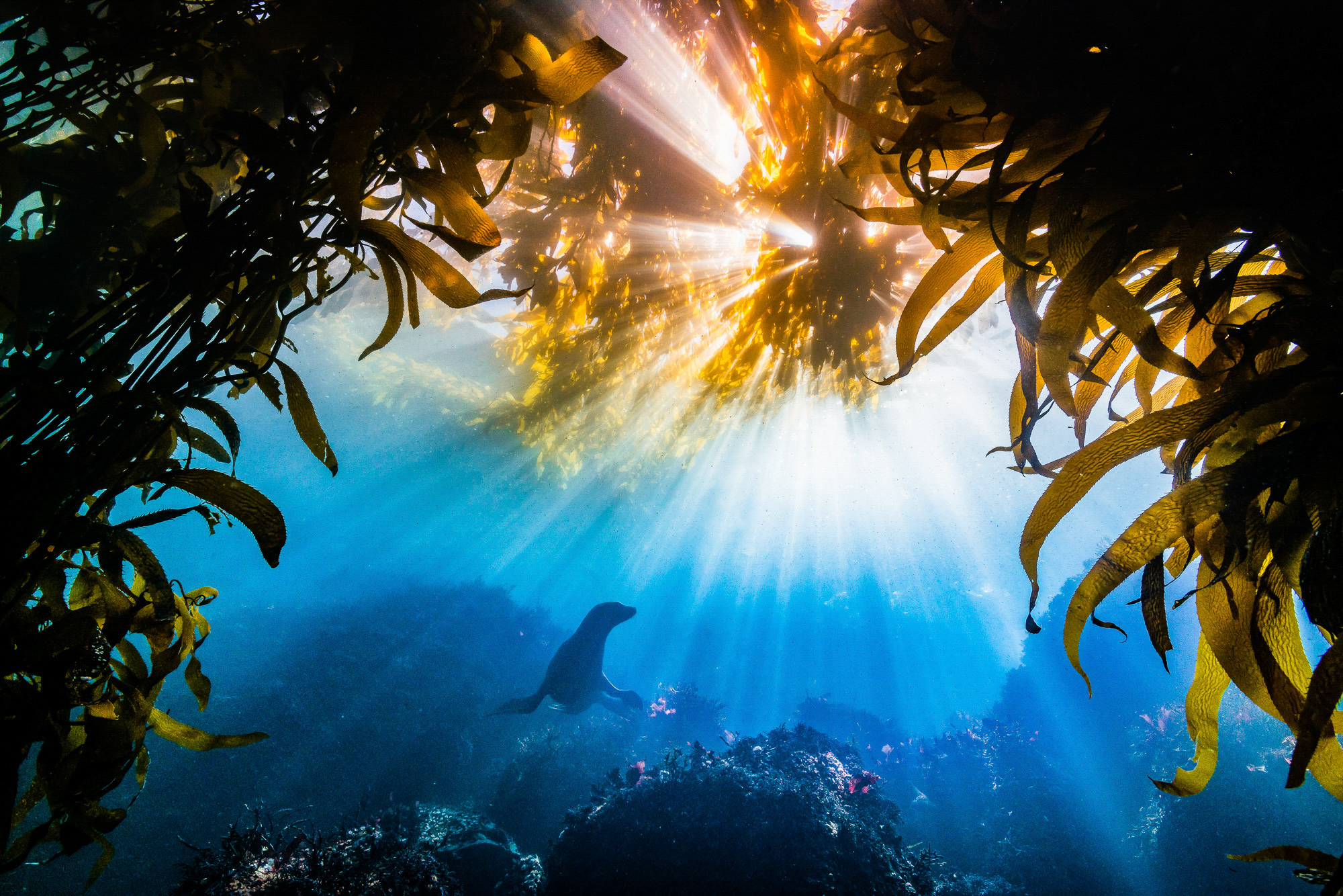 Silhouette of sea lion illuminated by rays of sunlight under water, framed by kelp beds.