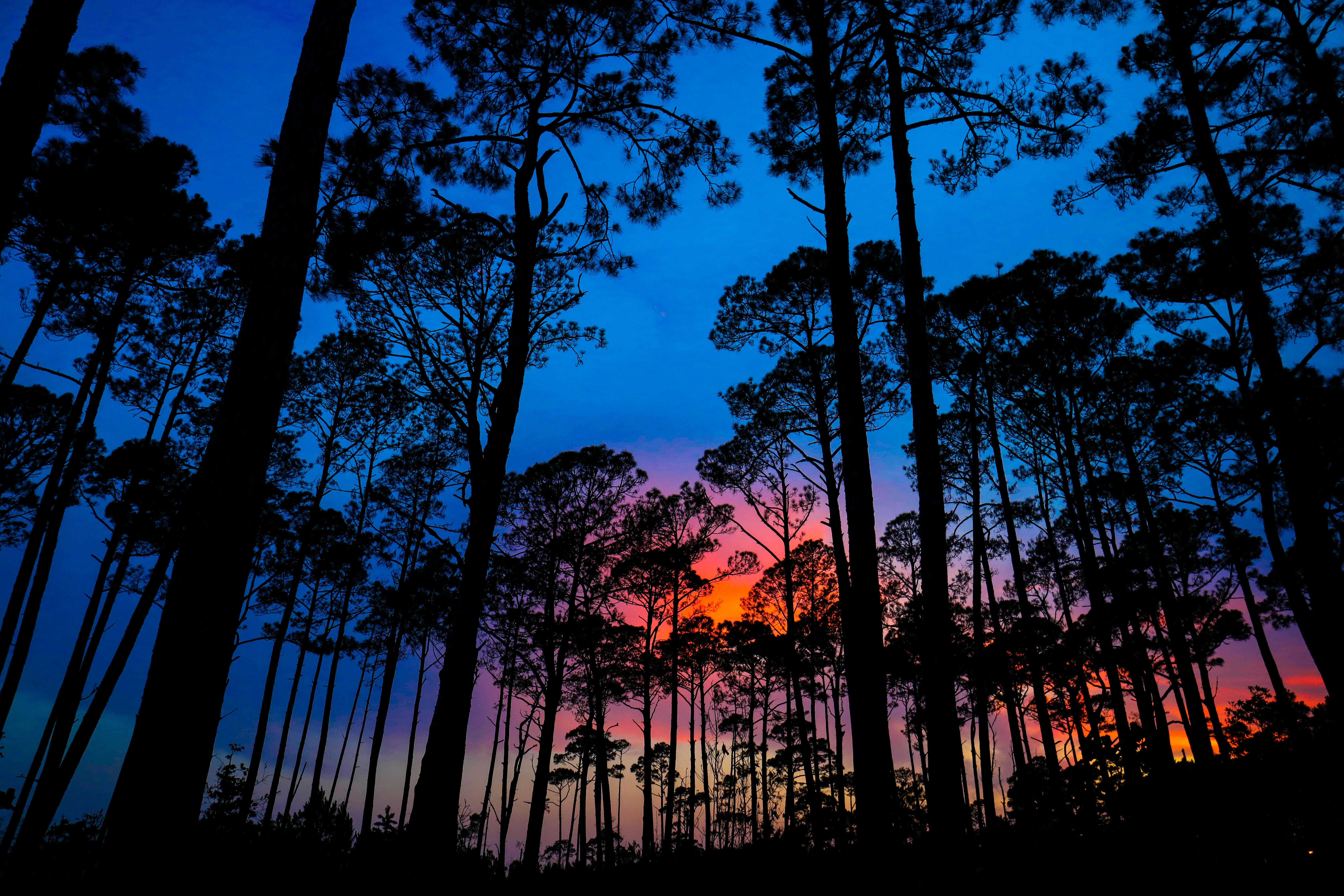 Uma silueta de floresta na frente de um céu colorido.