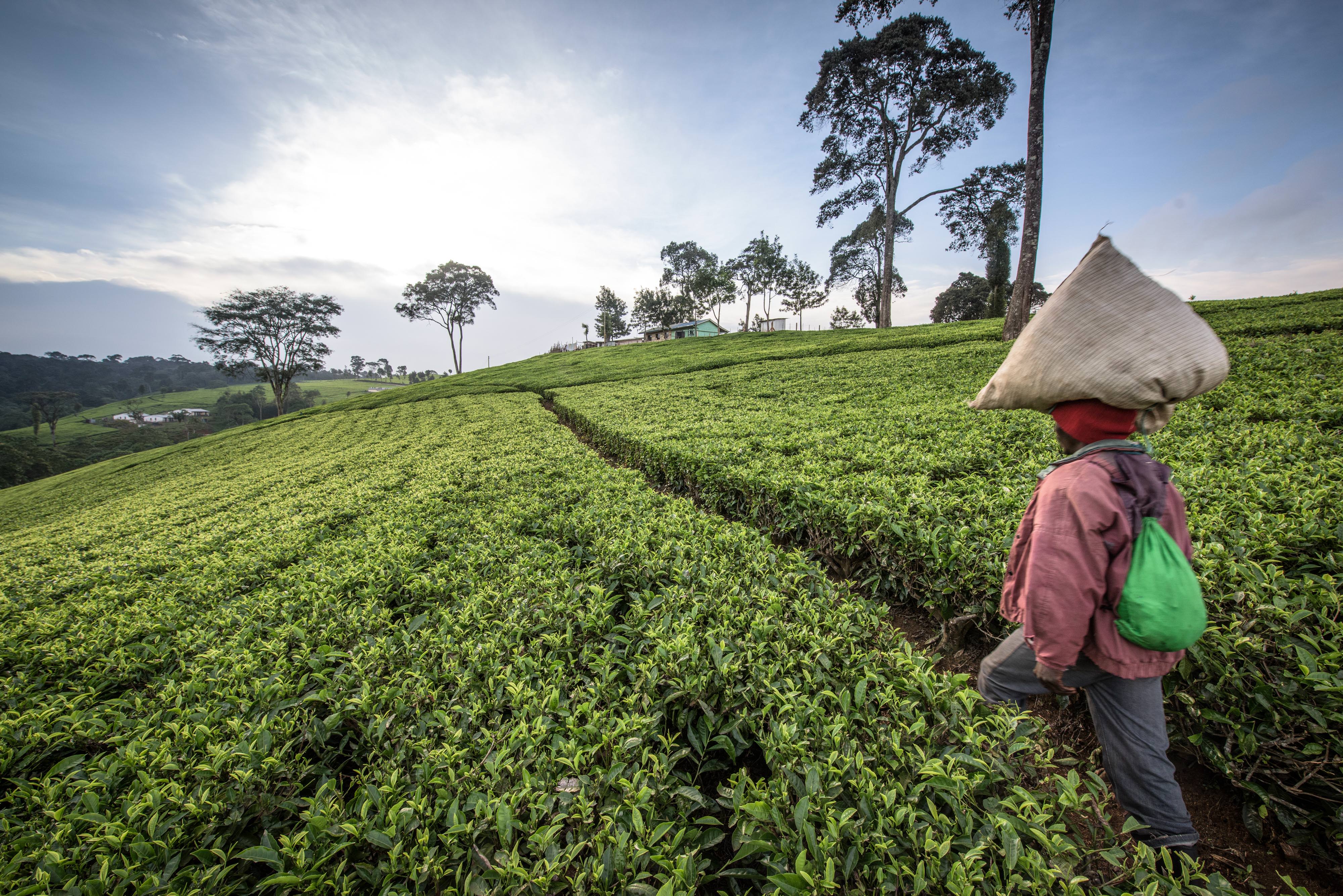 Picking tea leaves in Kenya
